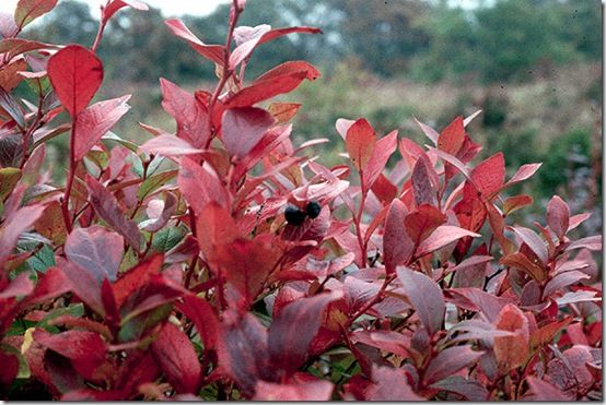 Vaccinium corymbossum