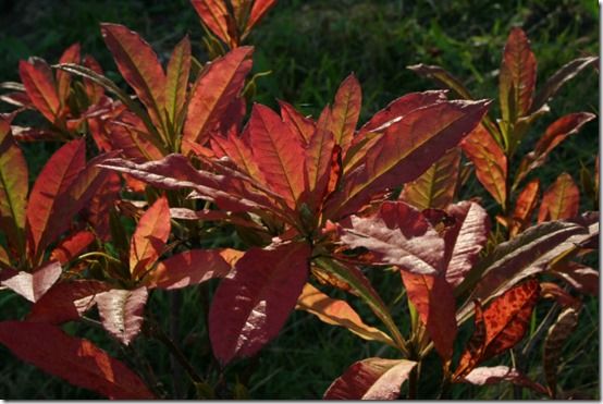 Rhododendronluteum - autumn