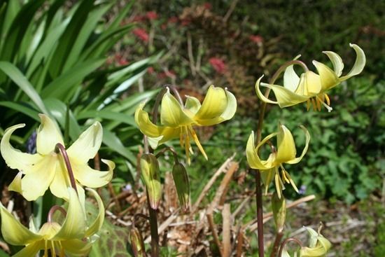 4 Erythronium 'Pagoda