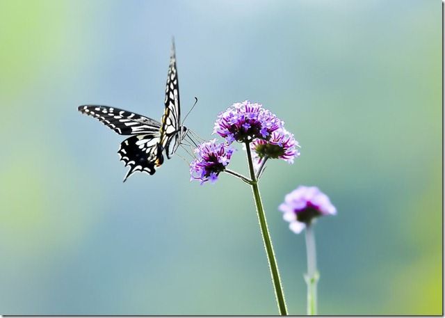 Macro Photography Course