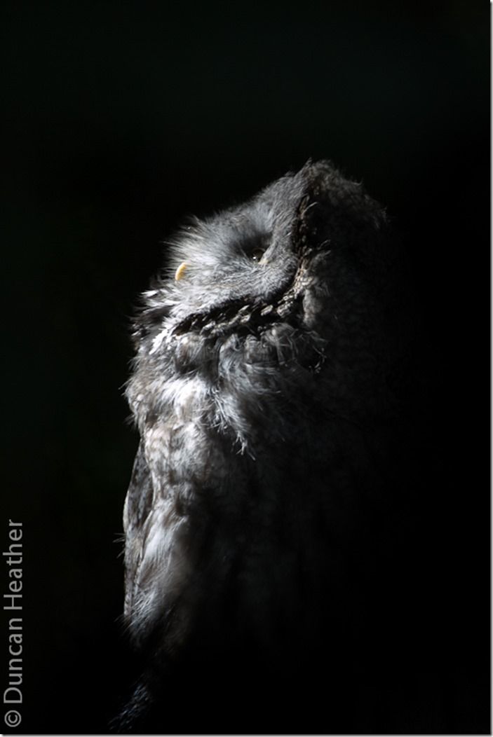 Great Grey Owl