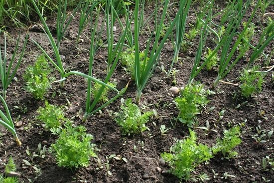 2 Carrots sown in bunches with garlic (1280x853)