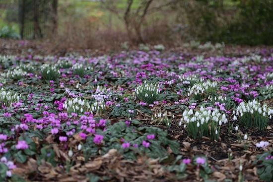 12 Snowdrops and cyclamen coum