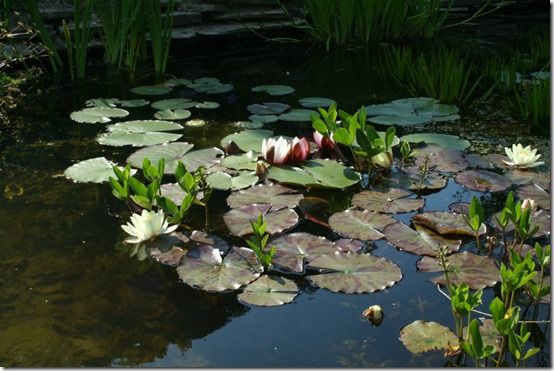Nymphaea marlicea 'Chromatella' 