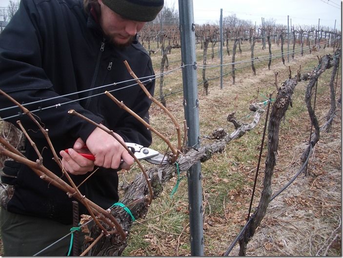 Pruning grapes 