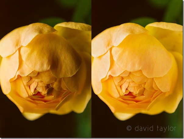 Orange rose in bloom against a dark background, Contrast, Exposure, online photography courses, Flare, burnt highlights, historgram, camera flash, shadows,