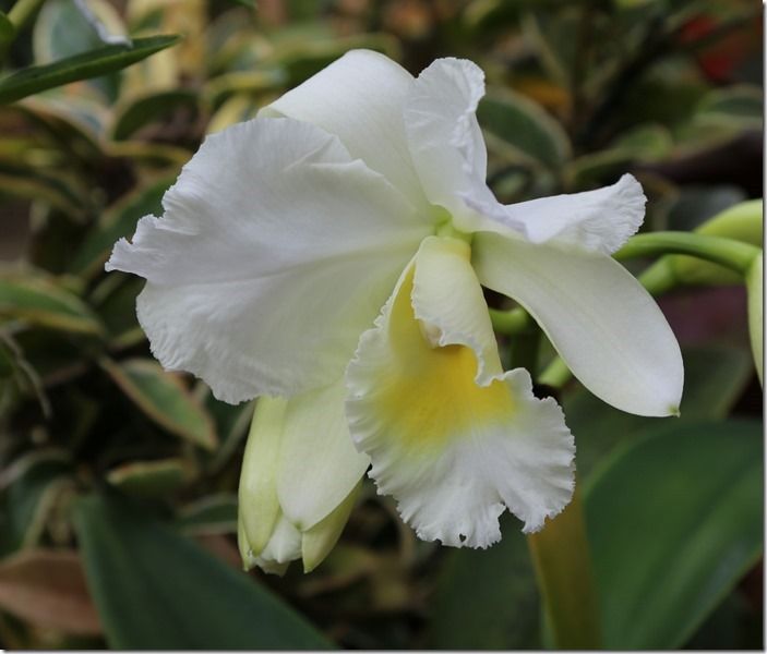 4 Cattleya