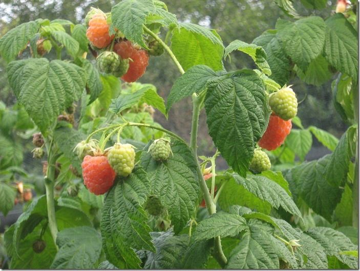 4 Raspberry Autumn Bliss