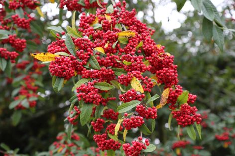 Cotoneaster 'Cornubia'