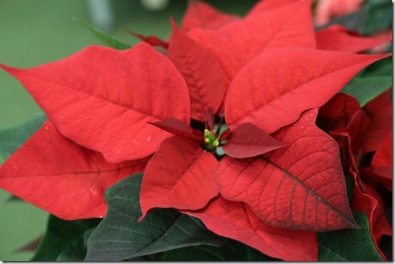 Red poinsettia 