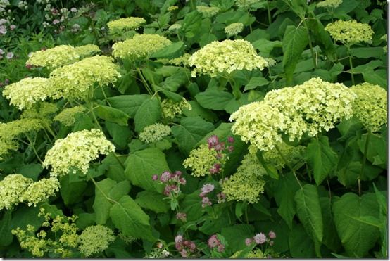 Hydrangea arb. Annabelle' 