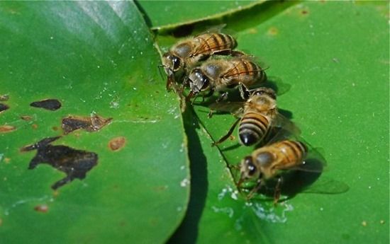 9 Honey bees drinking