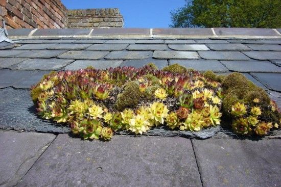 Sempervivums on roof