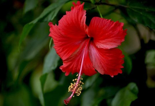 6 Hibiscus