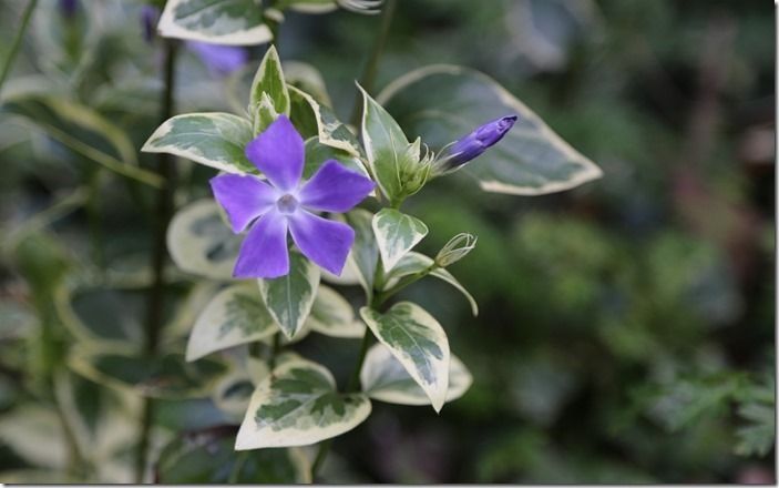 6 Vinca majo 'Variegata'