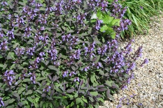 2 Salvia officinalis 'Purpurascens' (800x533)