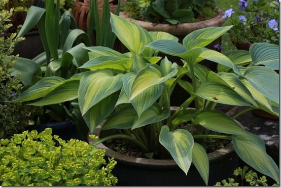 Hosta 'June'