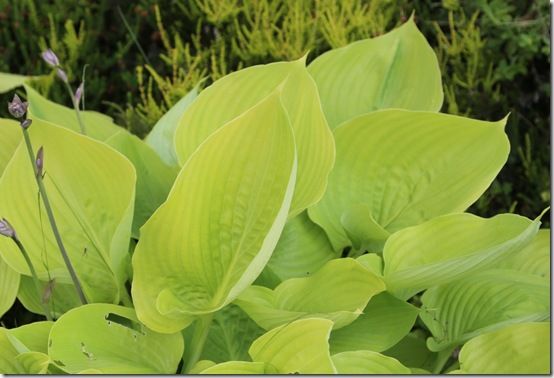 10 Hosta 'Sum and Substance' 