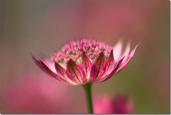 1 astrantia roma