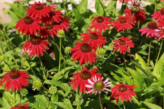 9 Echinacea Sombrero 'Salsa Red' (800x533)