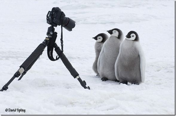 Emperor Penguin, Aptenodytes forsteri, chicks posing for the camera Snow Hill Island, Weddell Sea, Antarctica, Novembe, David Tipling, Penguins: Close Encounters, Photography, Bird Photography, Wildlife Photography, Penguins