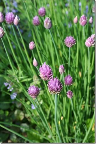 Chives in flower