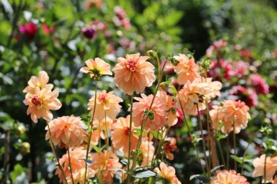 Decorative dahlias