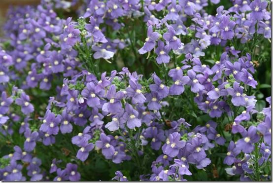 Nemesia aromatica 