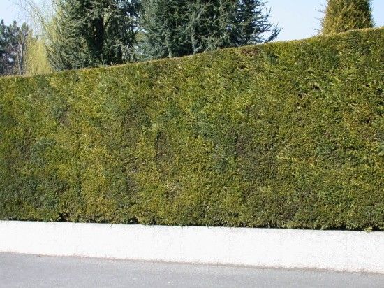 Cupressocyparis-leylandii 
