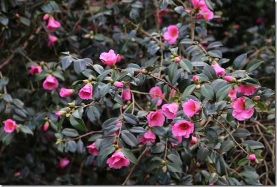 Camellia x williamsii