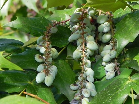 7 Mahonia japonica berries