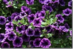 Petunia littletunia 