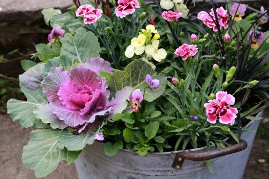 Ornamental Cabbage