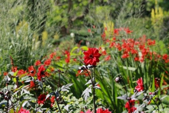  Crocosmias with 'Bishop of llandaff'