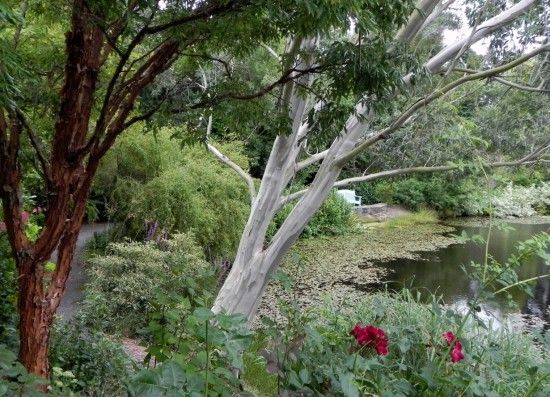 Eucalyptus and Acer griseum 