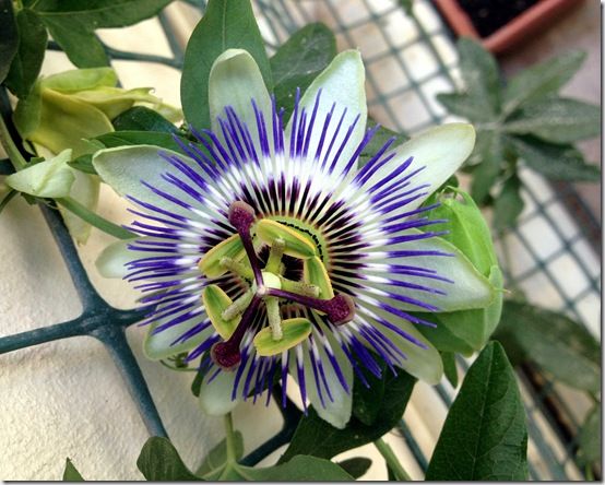 Passion Flower 1