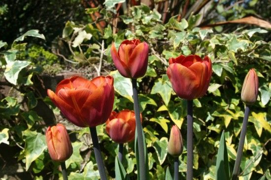 Tulipa 'Brown Sugar'