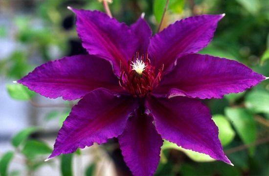 5 Clematis Edda