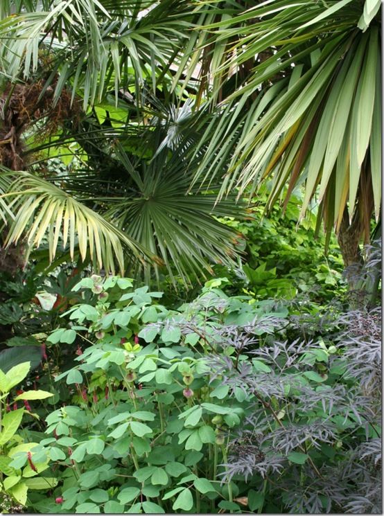 Trachycarpus and cordylines 