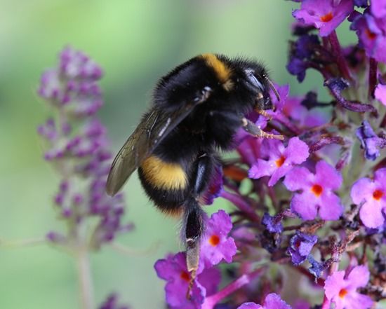 5 Bumble bee on buddleja (1024x820)