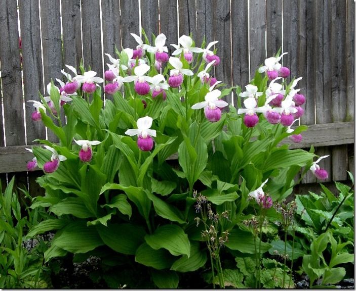 7 Cypripedium reginae