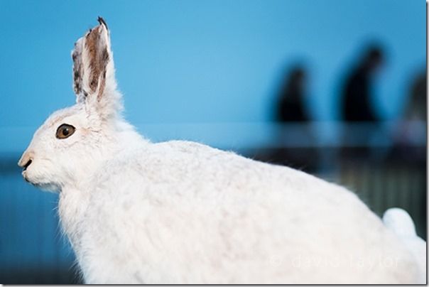 A hare in its winter coat on display at the Great North Museum in Newcastle upon Tyne, England, Keeping your camera Steady, Camera shake, Fast shutter speed, 