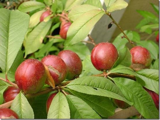 Nectarine_Fantasia, Fruit Tree Specification & Rootstocks Guide