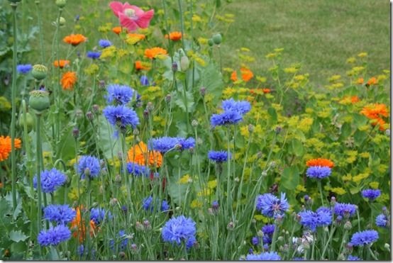 cornflowers 