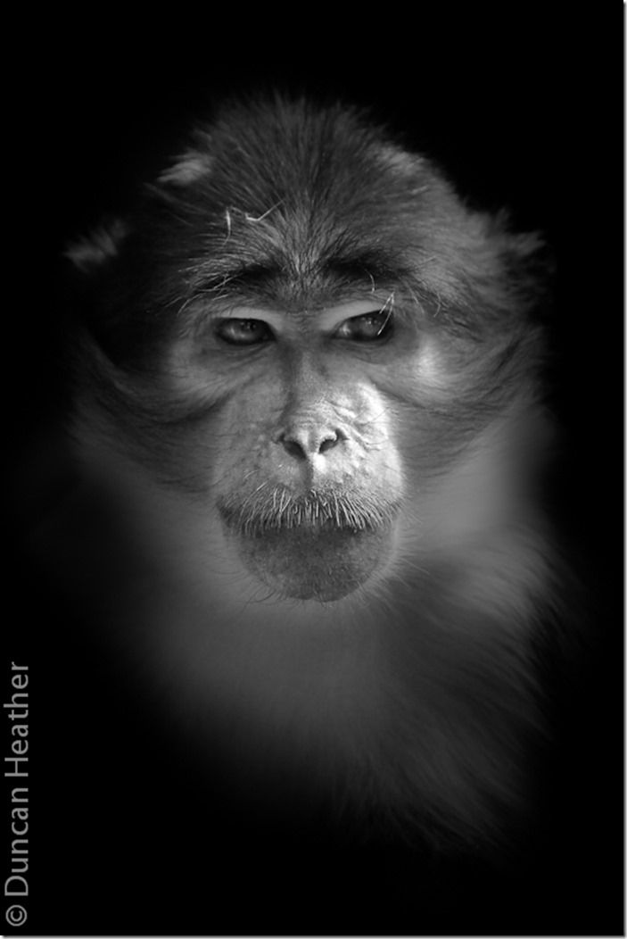 White-naped Mangabey