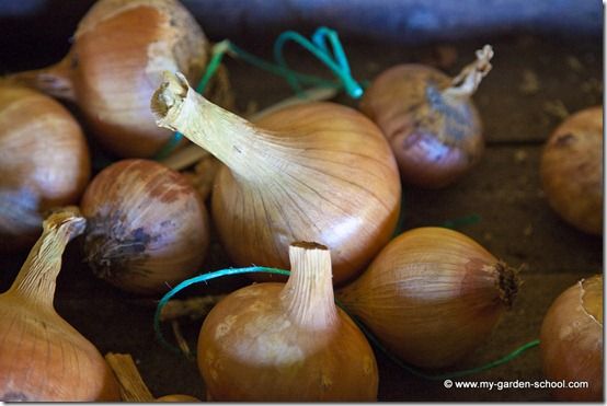 How to Grow Onions