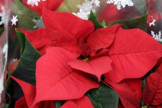 Poinsettia