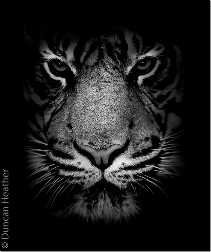 Tiger Tiger
