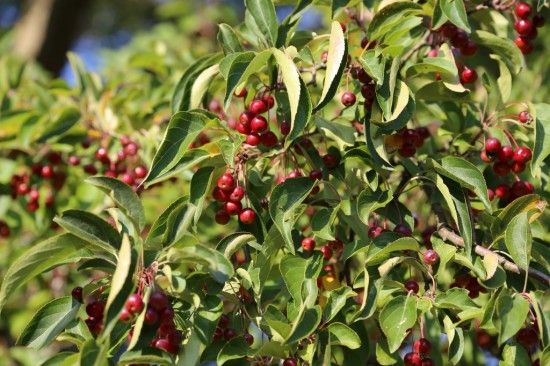 Malus hupehensis