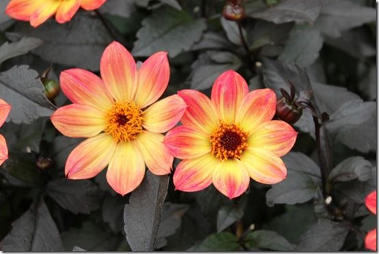 Dahlia 'Happy Single Flame'